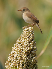 Cisticola troglodytes