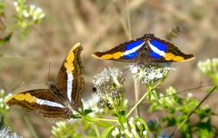Doxocopa laure laure
