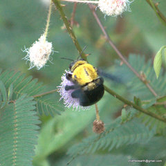 Xylocopa ruficornis