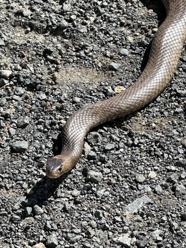 Eastern Brown Snake sighting