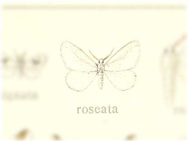 Proterocladia roseata