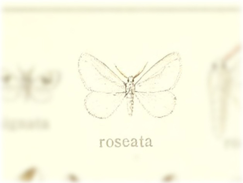 Proterocladia roseata