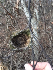 Vireo griseus