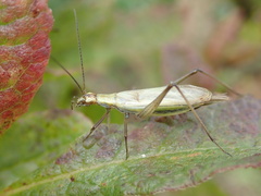Oecanthus longicauda