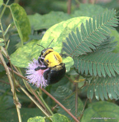 Xylocopa ruficornis