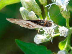 Vettius fantasos