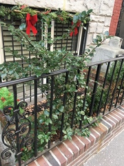 Ilex × meserveae