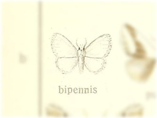 Norapella bipennis