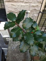 Ilex × meserveae