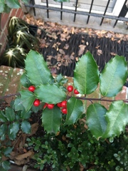 Ilex × meserveae