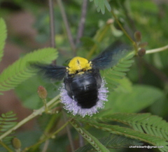 Xylocopa ruficornis