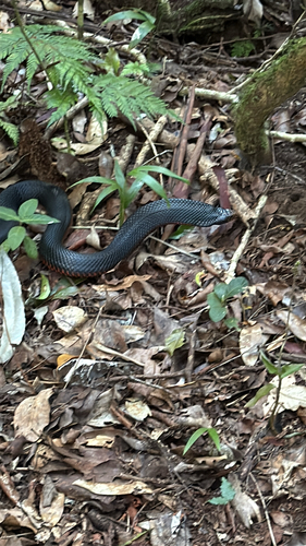 Red-bellied Black Snake sighting