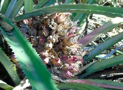 Bromelia hemisphaerica