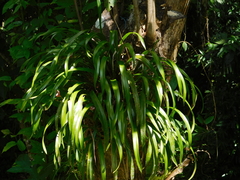 Maxillaria egertoniana