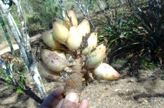 Bromelia hemisphaerica