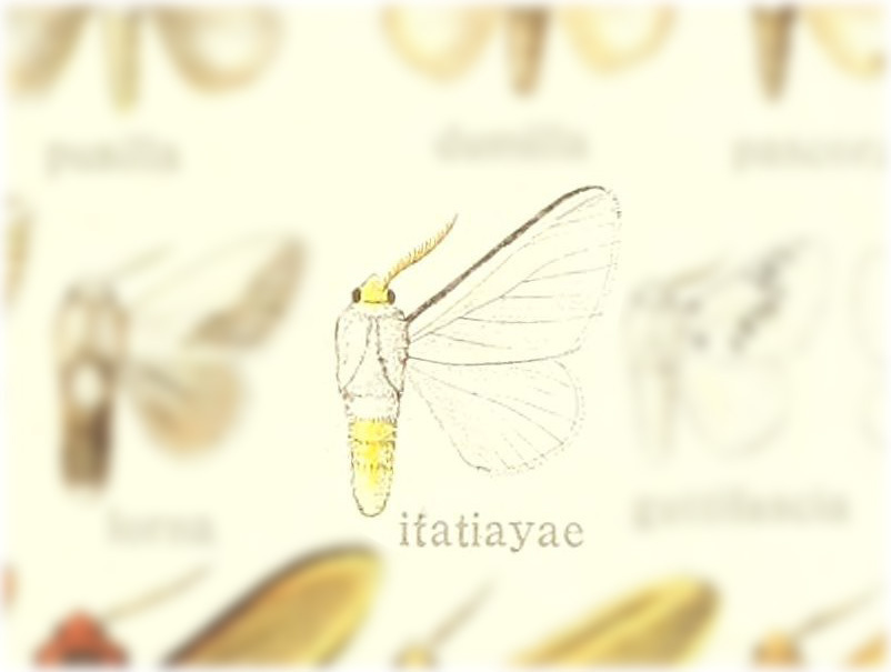 Mesoscia itatiayae