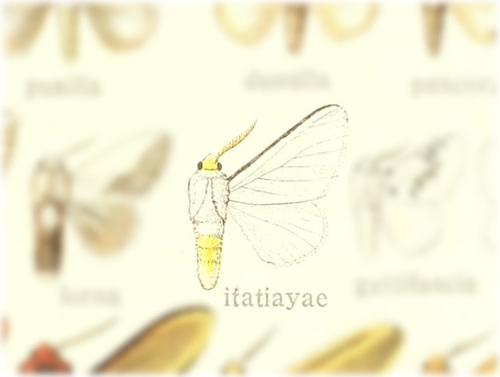 Mesoscia itatiayae