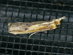 Ancylostomia stercorea