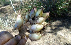Bromelia hemisphaerica