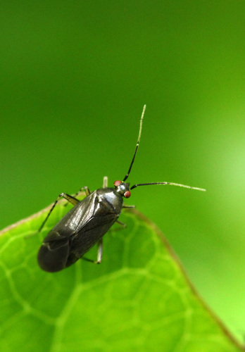 Common Nettle Flower Bug