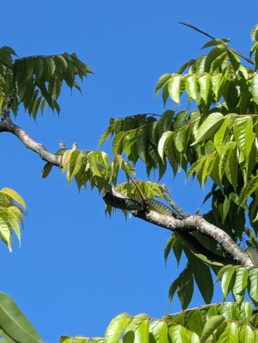 Common Tree Snake sighting