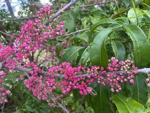 Melicope rubra observed 2025-10-14