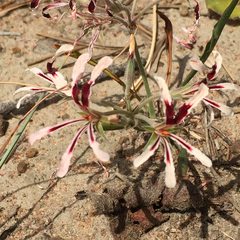 Pelargonium longifolium