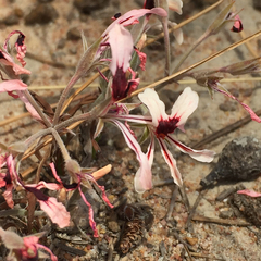 Pelargonium longifolium
