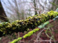 Xanthoriicola physciae