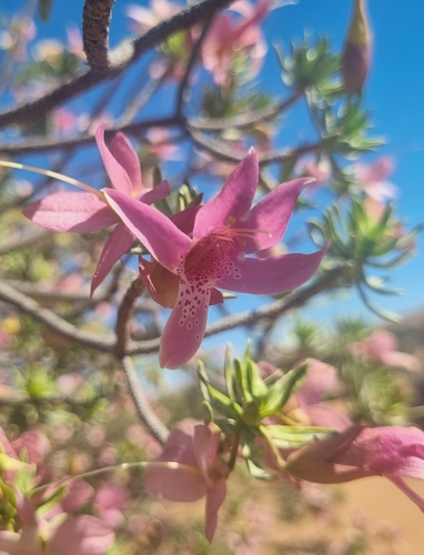Eremophila miniata