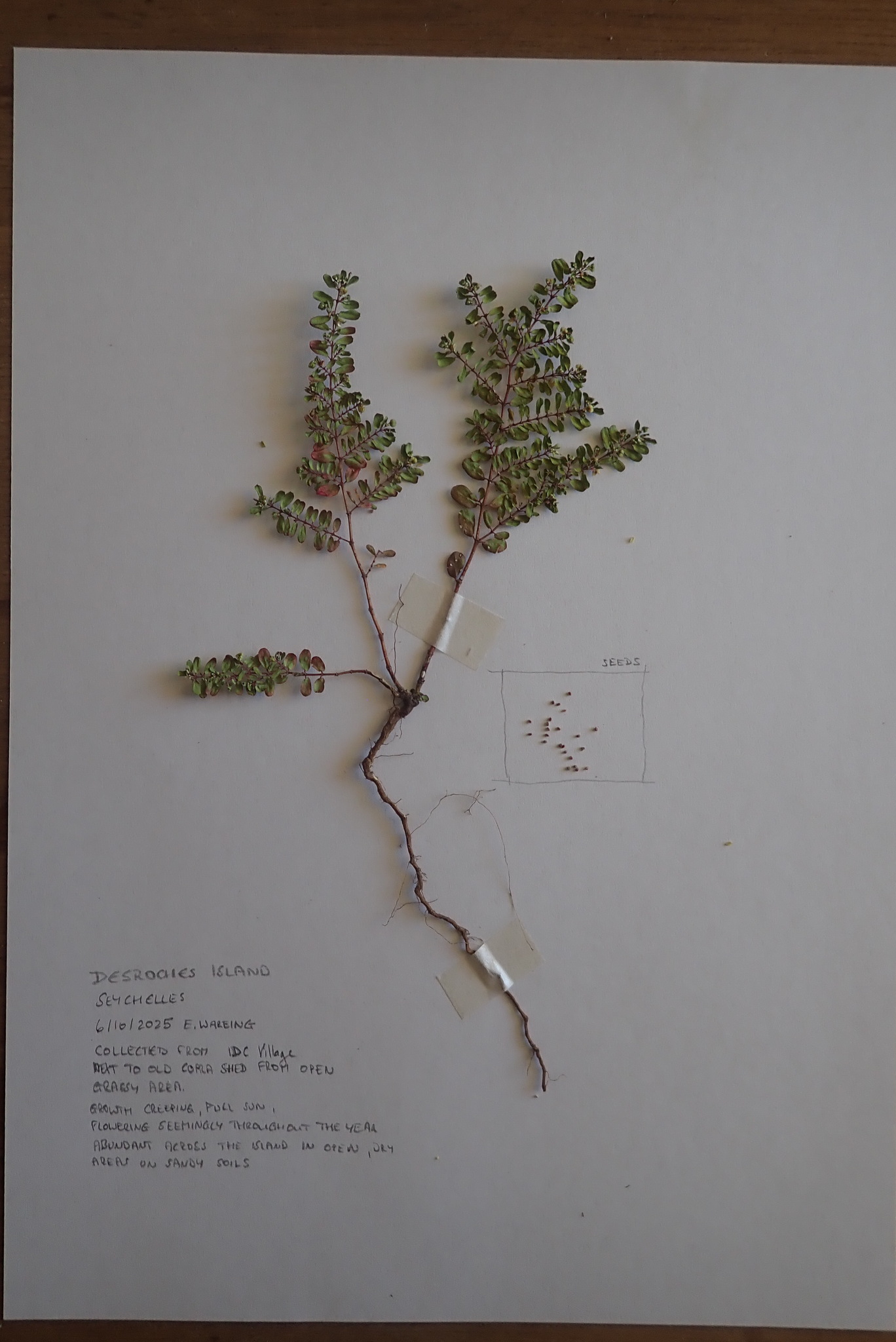 Euphorbia blodgettii