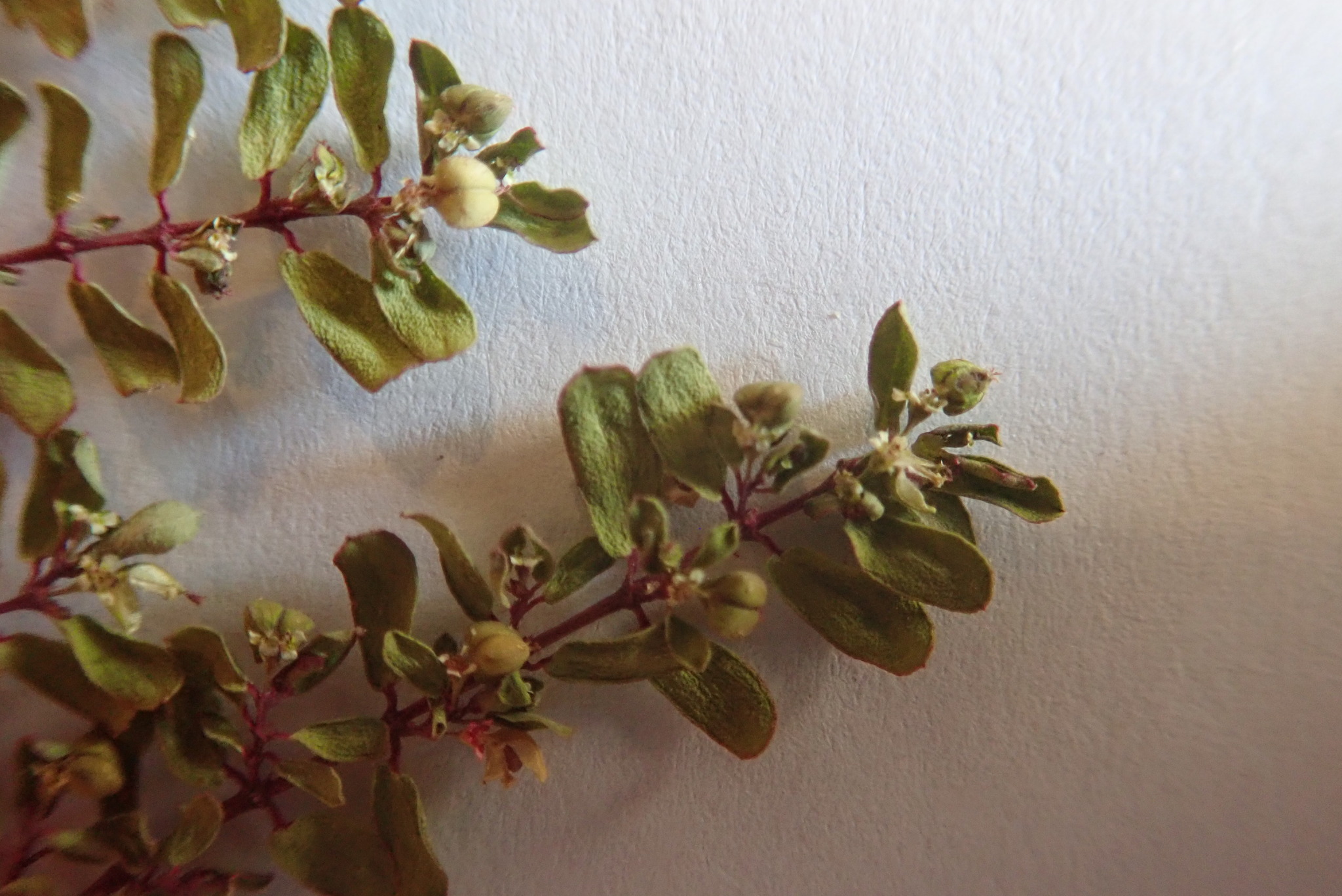Euphorbia blodgettii 3