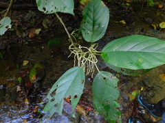 Myriocarpa longipes