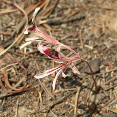Pelargonium longifolium