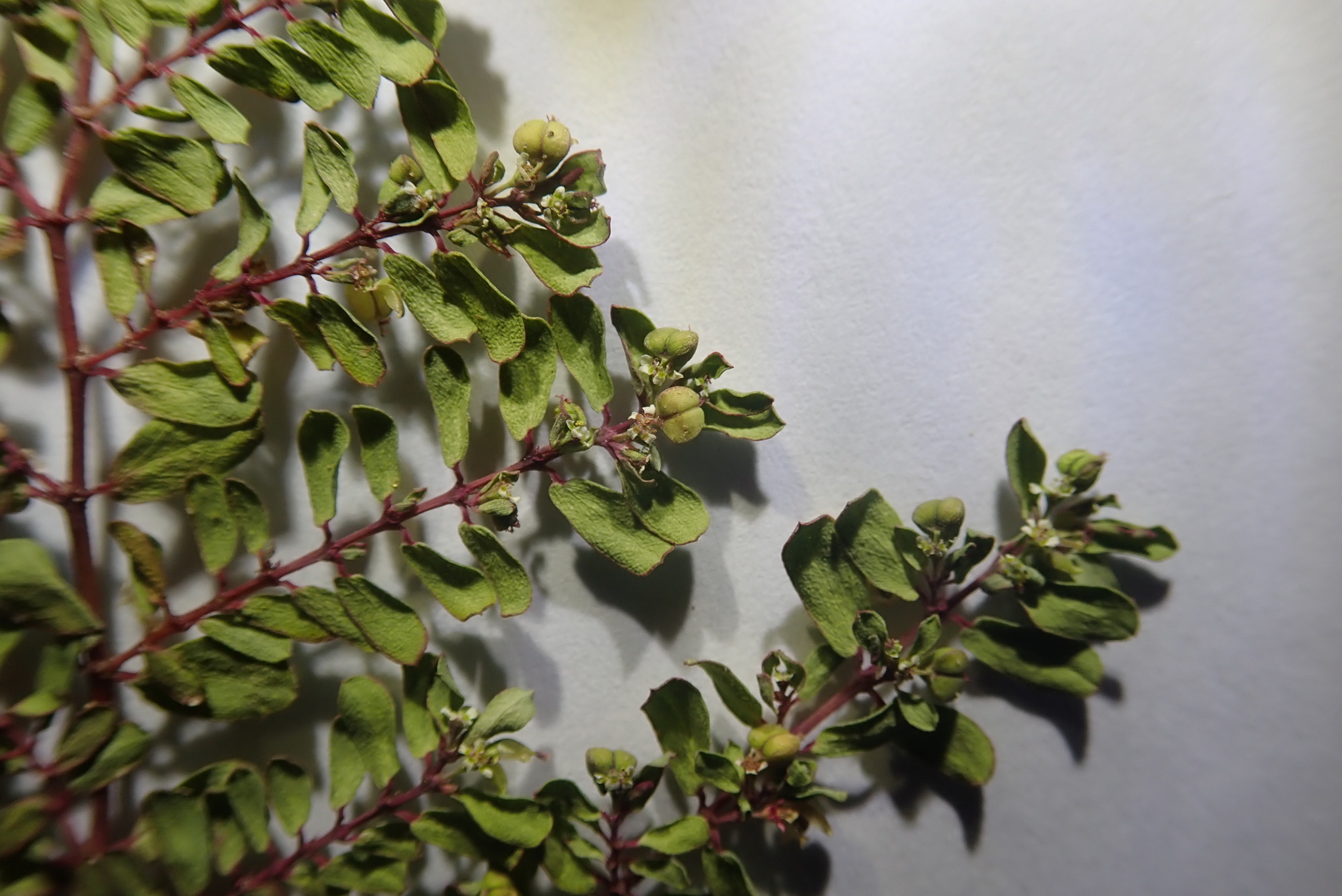 Euphorbia blodgettii 4