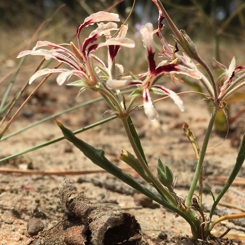 Pelargonium longifolium 2