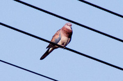Streptopelia senegalensis senegalensis