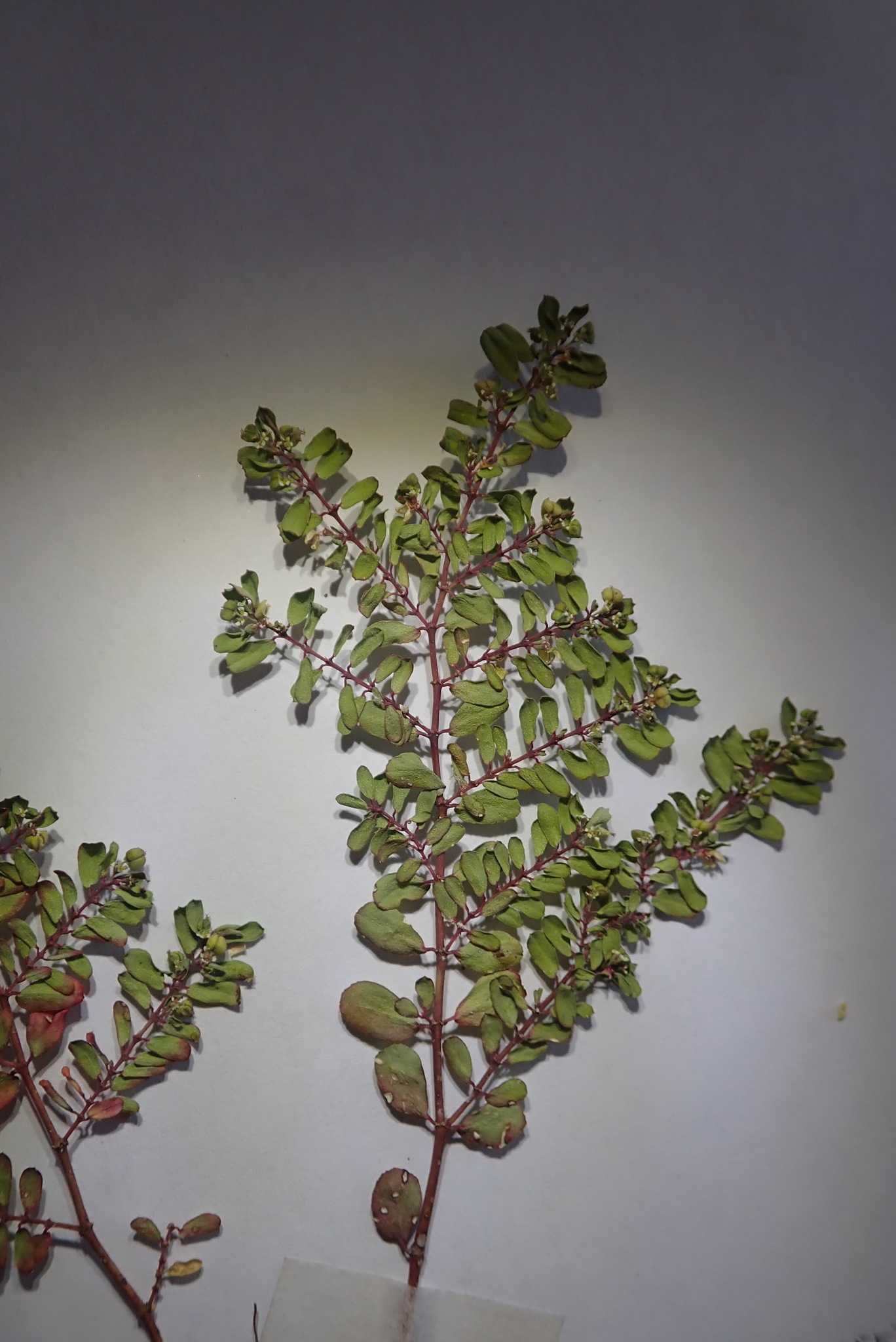 Euphorbia blodgettii 2