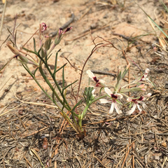 Pelargonium longifolium