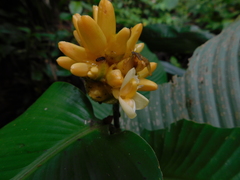 Goeppertia marantifolia
