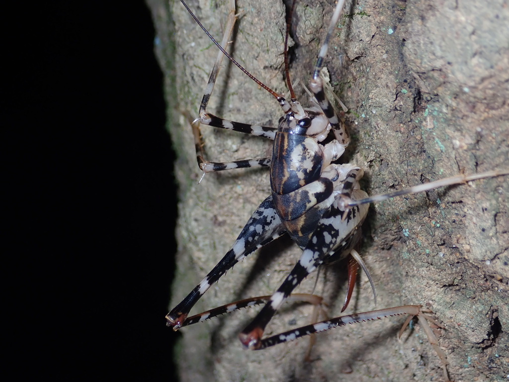 マダラカマドウマ Orthoptera And Mantodea Of Japan Inaturalist
