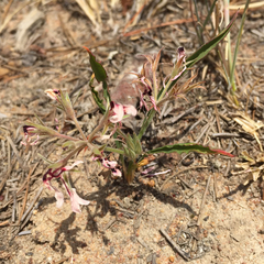 Pelargonium longifolium