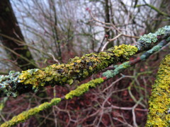 Xanthoriicola physciae