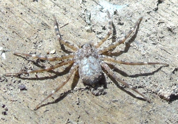 Selenops actophilus