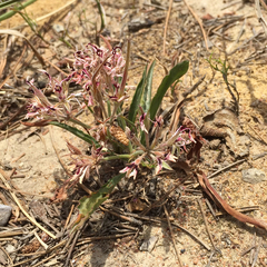 Pelargonium longifolium