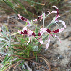 Pelargonium longifolium
