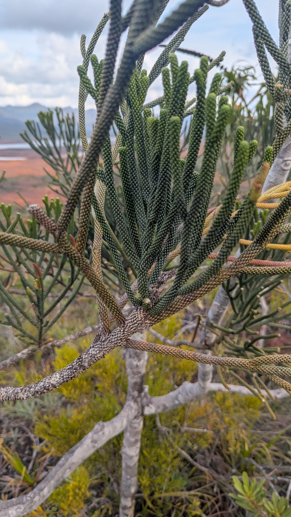 Dacrydium araucarioides