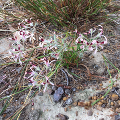Pelargonium longifolium