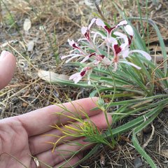 Pelargonium longifolium