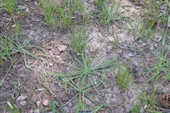 Plantago holosteum